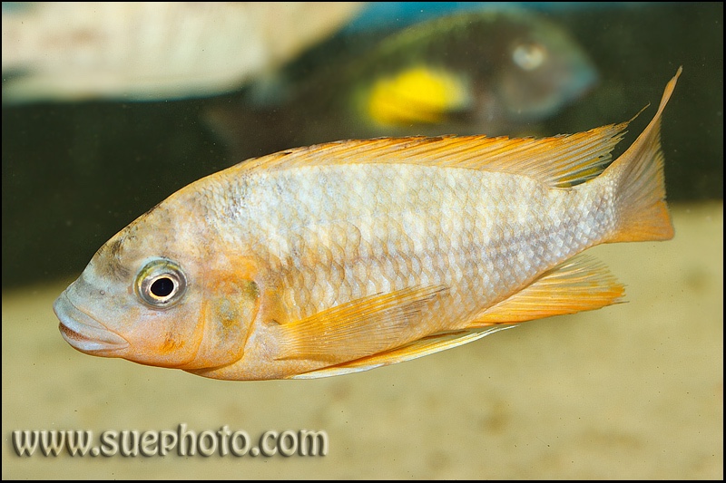 Petrochromis sp. 'red' Mahale Mountains NP